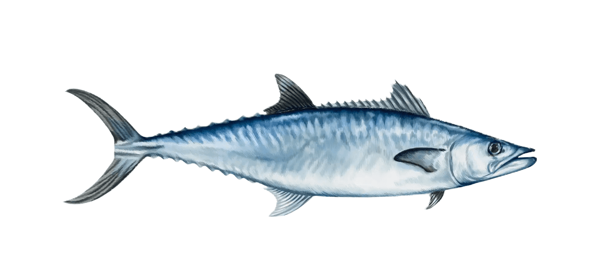 Maquereau/Mackerel